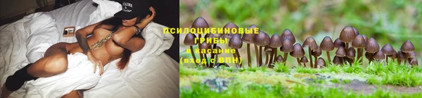 спиды Богданович